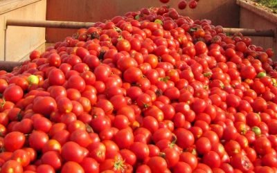 Tomato Paste Sales Manager