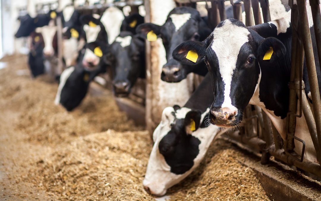 Procurement Director search for $4B dairy processor in the Central Valley