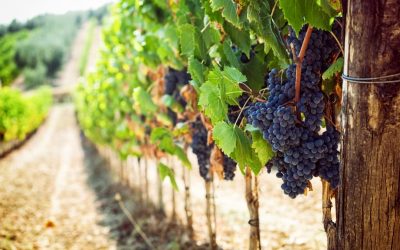 Cost Accountant search for a wine producer in the Sonoma region