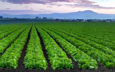 Senior Director of Human Resources Search for Agribusiness in Salinas, California.
