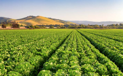 Corporate Controller Search for Agribusiness in Salinas, California