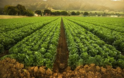 Chief Operating Officer at large produce business in Monterey County