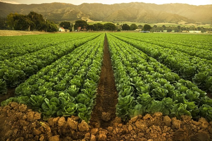 Chief Operating Officer at large produce business in Monterey County