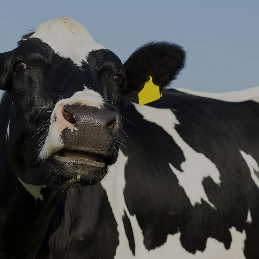Cow Squared Image