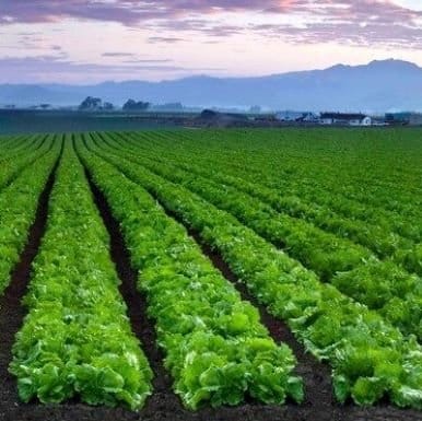 Iceberg Lettuce Field