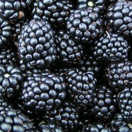 blackberries
