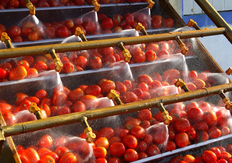 Quality Assurance Director for the World’s Fifth-Largest Tomato Processor